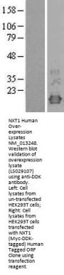 NXT1 (NM_013248) Human Over-expression Lysate