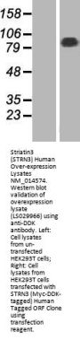 Striatin3 (STRN3) (NM_014574) Human Over-expression Lysate
