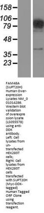 FAM48A (SUPT20H) (NM_001014286) Human Over-expression Lysate