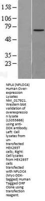NPL4 (NPLOC4) (NM_017921) Human Over-expression Lysate
