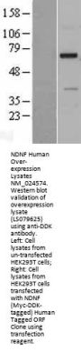 NDNF (NM_024574) Human Over-expression Lysate