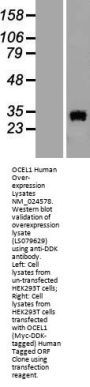 OCEL1 (NM_024578) Human Over-expression Lysate