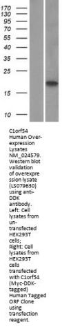 C1orf54 (NM_024579) Human Over-expression Lysate