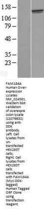 FAM184A (NM_024581) Human Over-expression Lysate