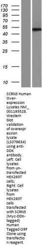 SCRN3 (NM_001193528) Human Over-expression Lysate