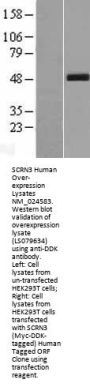 SCRN3 (NM_001193528) Human Over-expression Lysate