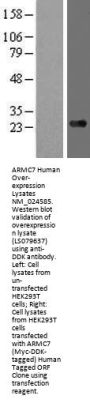 ARMC7 (NM_024585) Human Over-expression Lysate