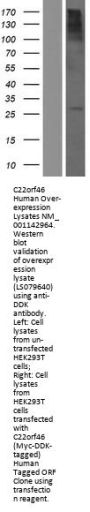 C22orf46 (NM_001142964) Human Over-expression Lysate