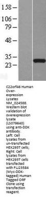 C22orf46 (NM_001142964) Human Over-expression Lysate