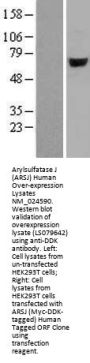 Arylsulfatase J (ARSJ) (NM_024590) Human Over-expression Lysate