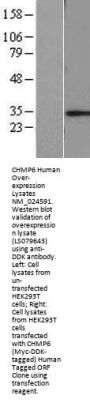 CHMP6 (NM_024591) Human Over-expression Lysate