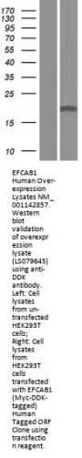 EFCAB1 (NM_024593) Human Over-expression Lysate