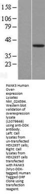 PANK3 (NM_024594) Human Over-expression Lysate