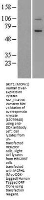 BRIT1 (MCPH1) (NM_024596) Human Over-expression Lysate
