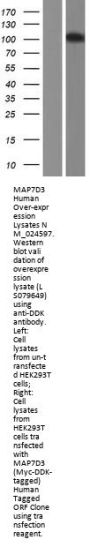 MAP7D3 (NM_024597) Human Over-expression Lysate