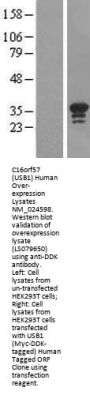 C16orf57 (USB1) (NM_001195302) Human Over-expression Lysate