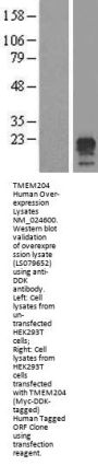 TMEM204 (NM_024600) Human Over-expression Lysate