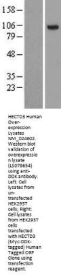 HECTD3 (NM_024602) Human Over-expression Lysate