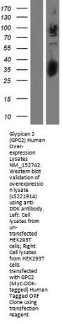 Glypican 2 (GPC2) (NM_152742) Human Over-expression Lysate