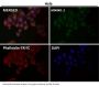 Anti-p53 TP53 Rabbit Monoclonal Antibody