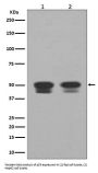 Anti-p53 TP53 Rabbit Monoclonal Antibody