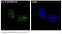 Anti-p53 TP53 Rabbit Monoclonal Antibody