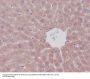 Anti-mTOR/Tor Rabbit Monoclonal Antibody