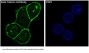 Anti-beta Catenin CTNNB1 Rabbit Monoclonal Antibody