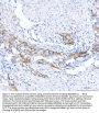 Anti-beta Catenin CTNNB1 Rabbit Monoclonal Antibody