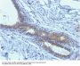 Anti-BRCA1 (Breast Marker) Monoclonal Antibody