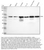 Anti-PTEN Rabbit Monoclonal Antibody