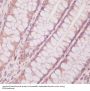 Anti-PTEN Rabbit Monoclonal Antibody