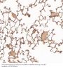Anti-PTEN Rabbit Monoclonal Antibody