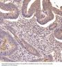Anti-PTEN Rabbit Monoclonal Antibody