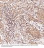 Anti-PTEN Rabbit Monoclonal Antibody