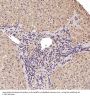Anti-PTEN Rabbit Monoclonal Antibody