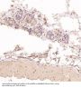 Anti-PTEN Rabbit Monoclonal Antibody