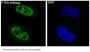 Anti-PTEN Rabbit Monoclonal Antibody