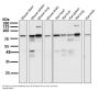 Anti-STAT3 Rabbit Monoclonal Antibody