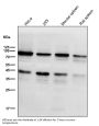 Anti-STAT3 Rabbit Monoclonal Antibody