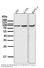 Anti-STAT3 Rabbit Monoclonal Antibody