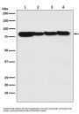 Anti-STAT3 Rabbit Monoclonal Antibody