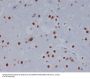 Anti-STAT3 Rabbit Monoclonal Antibody