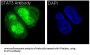 Anti-STAT3 Rabbit Monoclonal Antibody