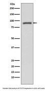 Anti-STAT3 Rabbit Monoclonal Antibody