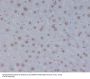Anti-STAT3 Rabbit Monoclonal Antibody