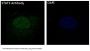 Anti-STAT3 Rabbit Monoclonal Antibody