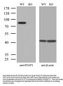 Anti-STAT3 Mouse Monoclonal Antibody [Clone ID: OTI21E7]
