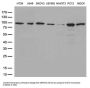 Anti-STAT3 Mouse Monoclonal Antibody [Clone ID: OTI21E7]