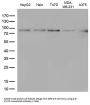 Anti-STAT3 Mouse Monoclonal Antibody [Clone ID: OTI21E7]